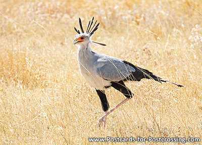 Ansichtkaart Secretarisvogel, Secretarybird postcard, Sekretär Postkarte