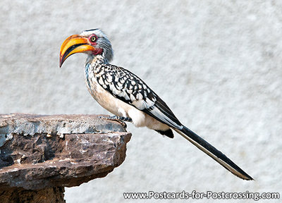 Zuidelijke geelsnavel tok, Southern yellow-billed hornbill, Südlicher Gelbschnabel toko