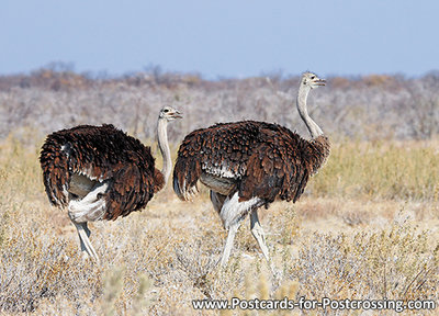 Ansichtkaart Struisvogels, Common ostrich postcard, Afrikanischer Strauß Postkarte