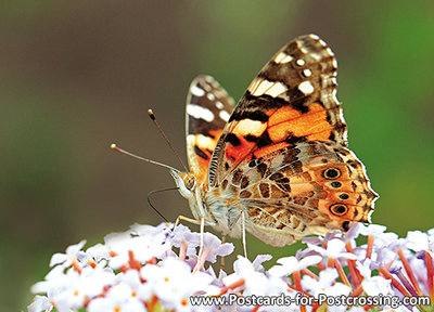 Ansichtkaart Atlanta vlinder, Vanessa atalanta butterfly, Postkarte Admiral Schmetterling
