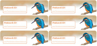 Postcard ID sticker - ijsvogel