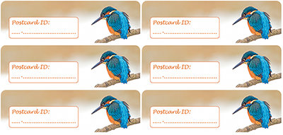 Postcard ID sticker - ijsvogel