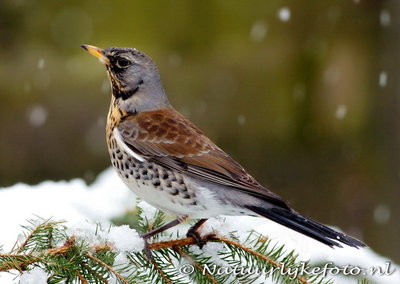 ansichtkaart kramsvogel kaart, bird postcard Fieldfare in winter, Vogel Postkarte Wacholderdrossel