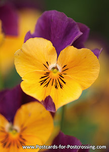 viooltje kaart - viola postcard - blumen Postkarten Veilchen