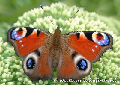 ansichtkaart Dagpauwoog kaart - butterfly postcards European Peacock - postkarte schmetterling Tagpfauenauge