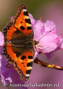 ansichtkaart vlinder Kleine Vos kaart - butterfly postcards little Fox - postkarte schmetterling kleiner Fuch