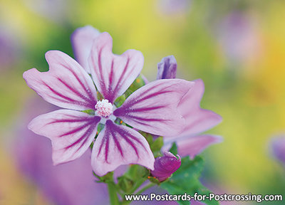 ansichtkaart Groot kaasjeskruid kaart - flower postcards Malva sylvestris - Blume Postkarte Wilde Malve
