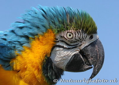 ansichtkaart blauw gele ara kaart, Bird postcard Blue yellow macaw, Vogel Postkarte Blau und Gold Macaw