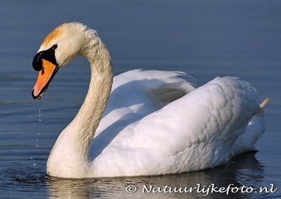 vogelkaarten, ansichtkaarten vogels Knobbelzwaan, bird postcards Mute swan, vögel Postkarte Höckerschwan