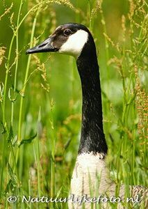 Vogelkaarten ansichtkaart Brandgans kaart, Bird postcard Barnacle goose, Vogel Postkarte Nonnengans