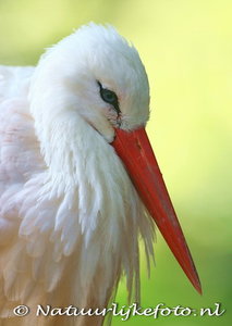 ansichtkaart ooivaar kaart, postcard Stork, Postkarte Stork