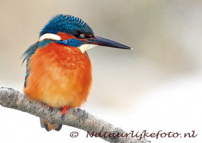 ansichtkaart ijsvogel kaart, bird postcard Kingfisher in winter, Vogel Postkarte  im Eisvogel Winter