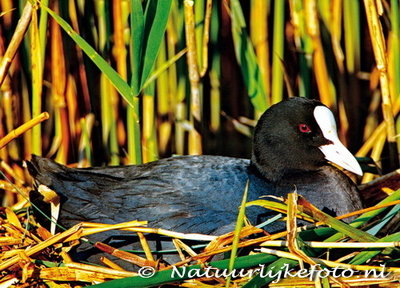 ansichtkaart Meerkoet kaart, bird postcards Eurasian Coot, vögel postkarte Blässhuhn