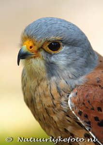 ansichtkaart roofvogels Torenvalk - raptor bird postcard Common Kestrel - Greifvögel postkarte Turmfalke