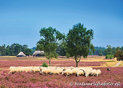 dieren kaarten ansichtkaart schaapskudde op de heide, animal postcards Sheep on the moor, Tiere postkarten Schafe auf der Heide