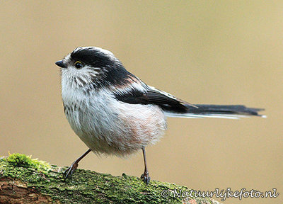 ansichtkaart Staartmees kaart, forest birds postcard Long tailed Tit, Waldvögel Postkarte Schwanzmeis