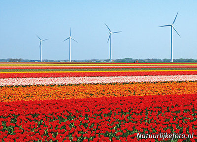 ansichtkaart tulpenveld met windmolens