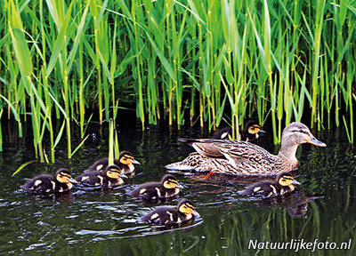 vogelkaarten, ansichtkaarten vogels Eend, bird postcard Duck, postkarte vögel Ente