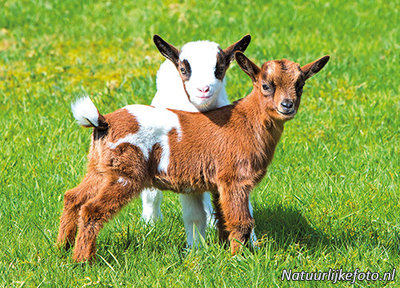 ansichtkaart geiten kaart, animal postcards goats, Tiere postkarte Ziegen