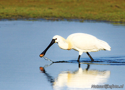 ansichtkaart lepelaar kaart, postcard Eurasian spoonbill, Postkarte Löffler