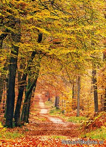 Herfstkaarten, ansichtkaart herfst laantje, postcard Autumn lane, postkarte Herbst lane
