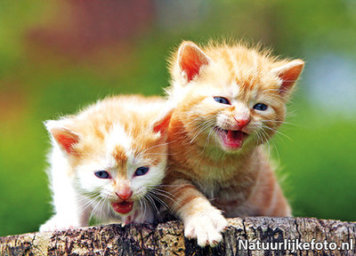 Ansichtkaart kittens, postcard kittens, Postkarte Katzenjunges