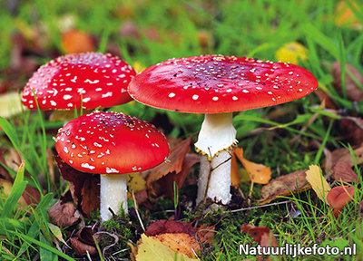 Herfstkaarten, ansichtkaart herfst paddenstoel vliegenzwam, postcard Autumn mushrooms, postkarte Herbst Fliegenpilze