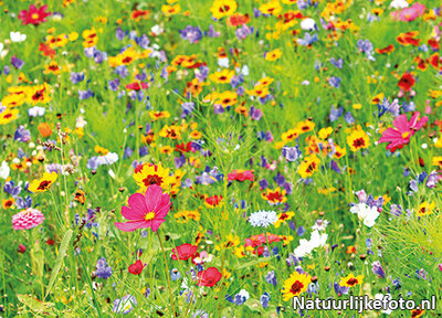 schoonmaken Klap Strippen Ansichtkaart wilde bloemen - Natuurlijkefoto.nl