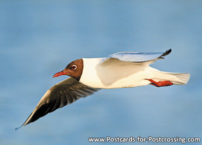 vogelkaarten, ansichtkaarten vogels Kokmeeuw, bird postcards Black headed gull, vogel postkarte Lachmöwe