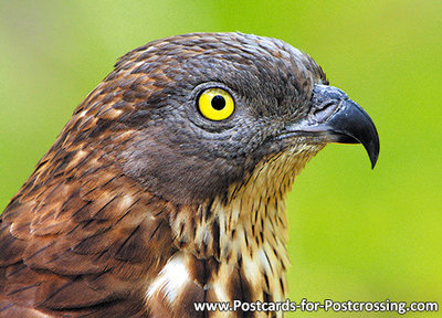 ansichtkaart Wespendief - raptor bird postcard European honey buzzard - greifvogel postkarte Wespenbussard