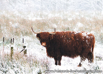 dierenkaarten Schotse Hooglander, animal postcard Highland cattle, Postkarte Tiere Scottische Hochlandrind