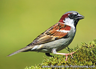 Vogelkaart huismus, bird postcard House sparrow, Vogel Postkarte Haussperling