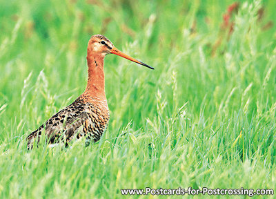 vogelkaarten, ansichtkaarten vogels Grutto, bird postcards Black tailed godwit,  vögel postkarte Uferschnepfe