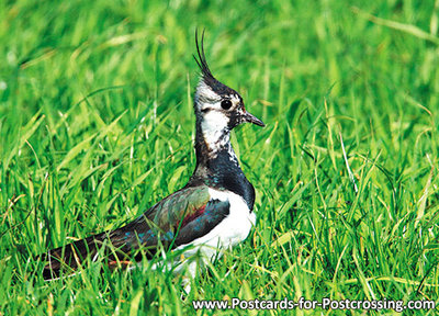 vogelkaarten, ansichtkaarten vogels kievit, bird postcard Northern lapwing, postkarte vogel Kiebitz