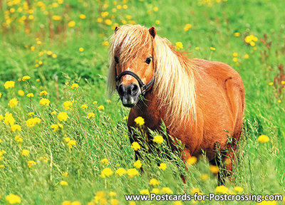 dieren kaarten ansichtkaart Shetlandpony, animal postcards Shetlandpony, Tiere postkarten Shetlandpony