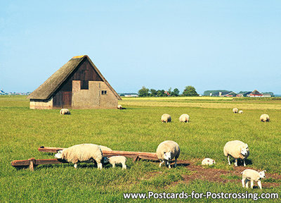 Schapenboet op Texel