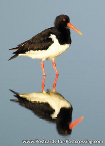 vogelkaarten, Ansichtskaarten vogels Scholekster, bird postcard Eurasian oystercatcher, Vogel postkarte Austernfischer