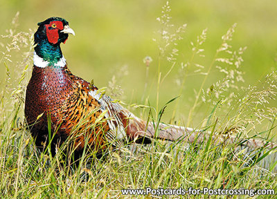 ansichtkaarten wilde dieren Fazant, wild animal postcard Common pheasant, Wilde Tiere Postkarte Fasan