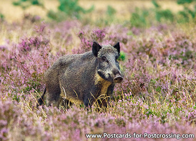 dierenkaarten, ansichtkaarten wilde dieren Everzwijn, postcards wild animals Wild boar, Postkarte Wildschwein