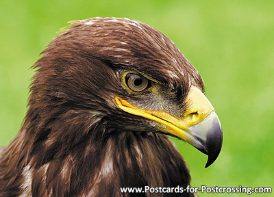 ansichtkaart roofvogels Steenarend - postcard raptor bird Golden eagle - postkarte greifvögel Steinadler