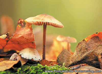 Herfstkaarten, ansichtkaart paddestoelen in de herfst