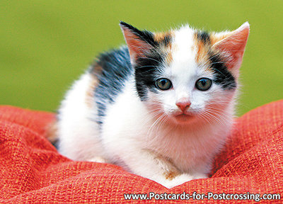 Ansichtkaart Kitten op kussentje, postcard Kitten on pillow, Postkarte Kätzchen auf Kissen