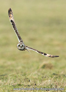 Uilenkaarten ansichtkaart vogel Velduil, owl postcards Short eared owl, postkarte Eulen Sumpfohreule