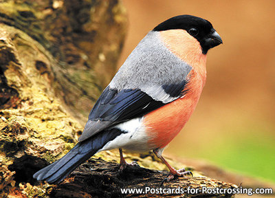 ansichtkaart Goudvink kaart, forest bird postcard Eurasian bullfinch, Postkarte Gimpel