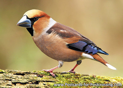 ansichtkaart Appelvink kaart, postcard forest birds Hawfinch, Vögel Postkarte Kernbeißer