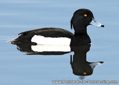 ansichtkaart kuifeend kaart, bird postcard Tufted duck, postkarte vögel Reiherente