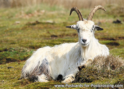 ansichtkaart geit kaart, goat postcard, Postkarte Ziege