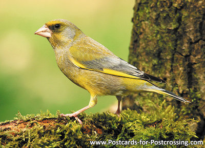 ansichtkaart Groenling kaart, Bird postcard forest European greenfinch, Vögel Postkarte Grü