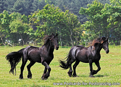  ansichtkaart Friese paarden kaart, postcards Friesian horses, postkarte Friesen Pferde