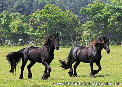 bureau Schildknaap van Kaart Friese paarden - Prachtige ansichtkaart van 2 Friese paarden